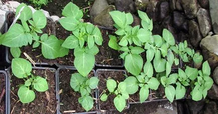 mod ieftin o gamă largă de cartofi în creștere, 6 ar (cartof) Cel mai ieftin mod de cultivare a cartofului de elită, 6 acri