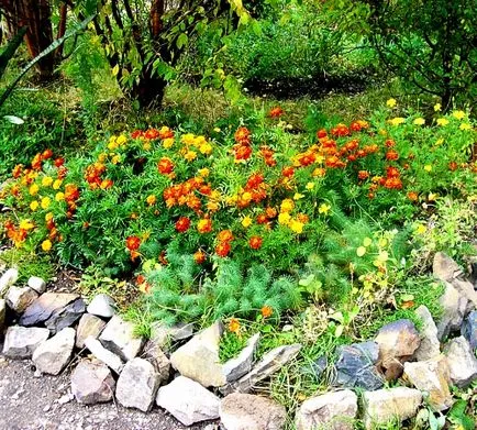 paturi de flori decorative cu mâinile proprii, portalul lor de construcție (decorativ) paturi de flori decorative, cu propriile lor mâini, portal de construcție