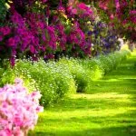 Design de paturi de flori în țară cu paturi tipuri de propriile lor mâini, alegerea de culori, gazon de plantare