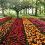 Design de paturi de flori în țară cu paturi tipuri de propriile lor mâini, alegerea de culori, gazon de plantare