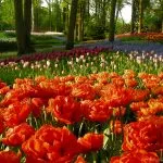 Design de paturi de flori în țară cu paturi tipuri de propriile lor mâini, alegerea de culori, gazon de plantare