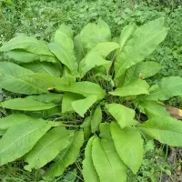 Descriere Inula, proprietăți medicinale și contraindicații (Carline) Descriere Inula proprietăți terapeutice și contraindicații