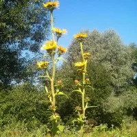 Descriere Inula, proprietăți medicinale și contraindicații (Carline) Descriere Inula proprietăți terapeutice și contraindicații