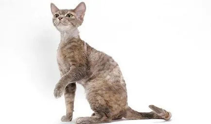 Devon Rex fotografie, pret, descriere rasa, caracter, video, pepiniere - murkote despre pisici și pisici