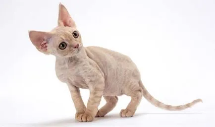 Devon Rex fotografie, pret, descriere rasa, caracter, video, pepiniere - murkote despre pisici și pisici