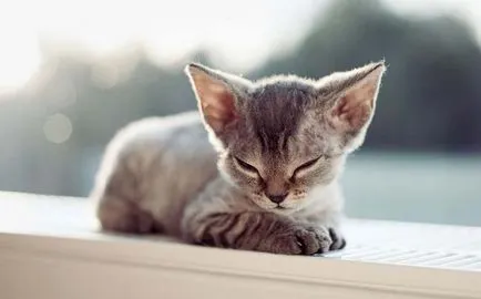 Devon Rex fotografie, pret, descriere rasa, caracter, video, pepiniere - murkote despre pisici și pisici