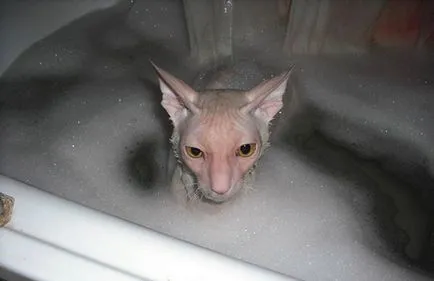 Devon Rex - fotografii, descriere, natura, conținutul, cumpăra