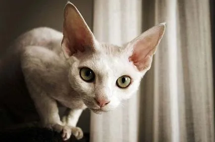 Devon Rex fotografie, pret, descriere rasa, caracter, video, pepiniere - murkote despre pisici și pisici