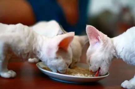 Devon Rex - fotografii, descriere, natura, conținutul, cumpăra