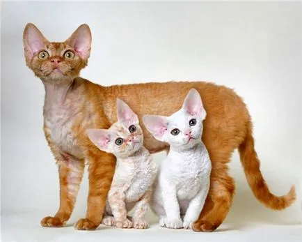 Devon Rex - fotografii, descriere, natura, conținutul, cumpăra