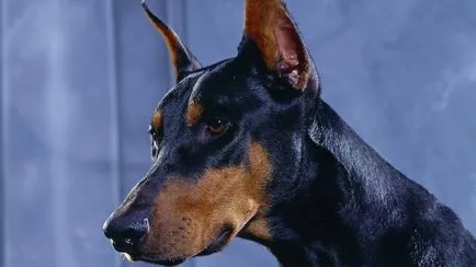 Dobermann fotografie Doberman
