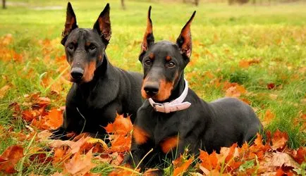 Dobermann fotografie Doberman