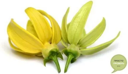 Uleiul esential de ylang-ylang - proprietăți, aplicații, comentarii