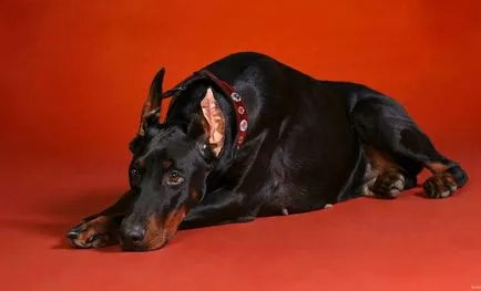 Dobermann fotografie Doberman