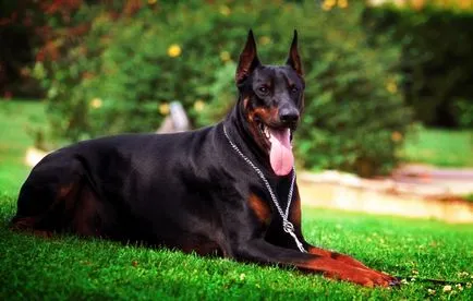 Dobermann fotografie Doberman