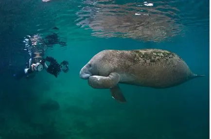 vaci de mare prietenos (12 poze)