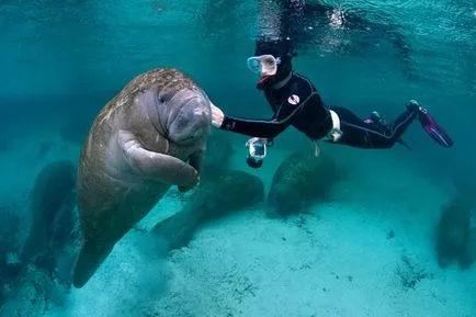 Prietenos de vacă mare, proaspăt - cel mai bun din ziua în care ați avea nevoie vreodată!