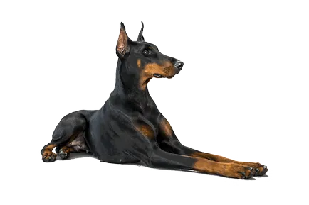 Doberman rasa fotografie și descriere