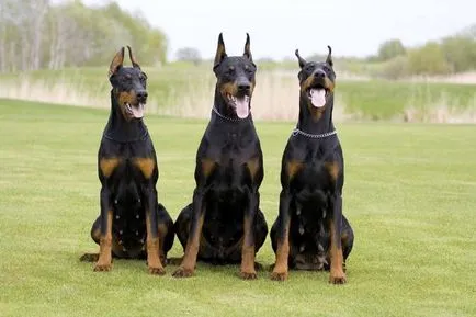 Doberman rasa fotografie și descriere