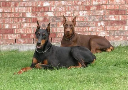 Dobermans câini diavolul (10 poze)
