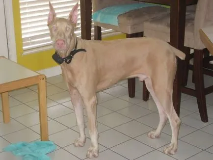 Doberman rasa fotografie și descriere