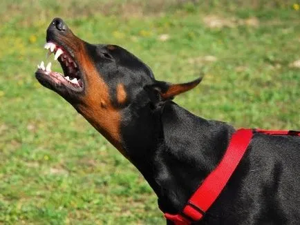 Dobermans câini diavolul (10 poze)