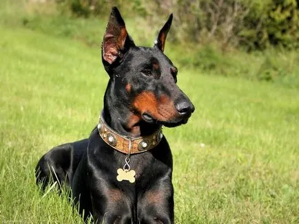 Dobermann fotografie Doberman