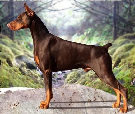 Doberman rasa fotografie și descriere