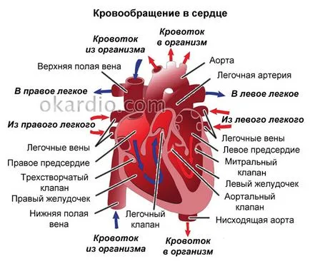 coardă suplimentară a ventriculului stâng cauze, tipuri, simptome și tratament