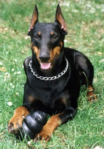 Dobermans câini diavolul (10 poze)