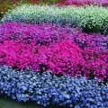Drummond Brumărele! Cultivarea din semințe (video) (când planta) Drummond Brumărele! Cultivarea din semințe (video)