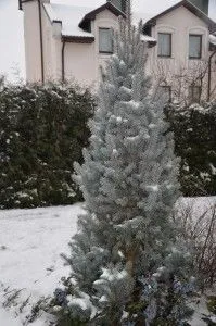 Formarea de tăiere molid