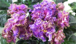 Violetele - cum să crească o priză de apartament (Columna) Violetele - cum să crească o priză de plat