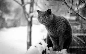 Fotografii de pisici britanice de diferite culori (albastru, marmura, etc. (cat) Fotografii de pisici britanice de diferite culori (albastru, marmura, etc.