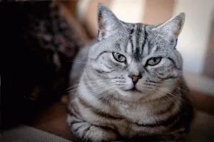 Fotografii de pisici britanice de diferite culori (albastru, marmura, etc. (cat) Fotografii de pisici britanice de diferite culori (albastru, marmura, etc.