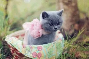 Fotografii de pisici britanice de diferite culori (albastru, marmură, și așa mai departe (foto British Shorthair) Fotografii de pisici britanice de diferite culori (albastru, marmura, etc.