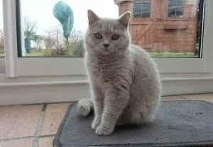 Fotografii de pisici britanice de diferite culori (albastru, marmura, etc. (cat) Fotografii de pisici britanice de diferite culori (albastru, marmura, etc.