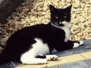 Fotografii de pisici britanice de diferite culori (albastru, marmura, etc. (cat) Fotografii de pisici britanice de diferite culori (albastru, marmura, etc.