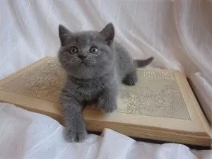 Fotografii de pisici britanice de diferite culori (albastru, marmură, și așa mai departe (foto British Shorthair) Fotografii de pisici britanice de diferite culori (albastru, marmura, etc.