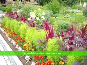 Drummond Brumărele! Cultivarea din semințe (Video) (pe balcon) Drummond Brumărele! Cultivarea din semințe (video)