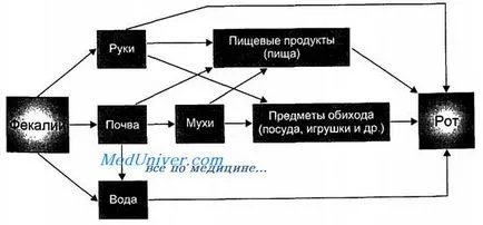 Mecanismul de transmisie fecal-oral (mecanismul de transmitere fecal-orală) Mecanismul de transmisie fecal-oral