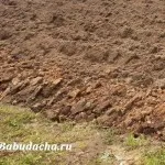 În cazul în care, atunci este mai bine pentru a planta sfecla, cabana