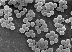 stafilococ hemolitic