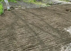 Lawn cu propriile sale mâini, cum se face gazon la cabana, plantarea în primăvară, ca scroafa, pus în scenă o fotografie, video