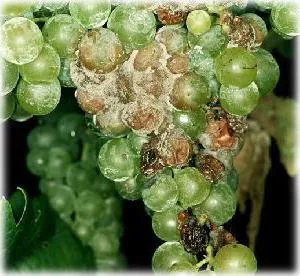 Fungicide - un