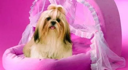 În cazul în care mai bine să păstreze câinele, animalele
