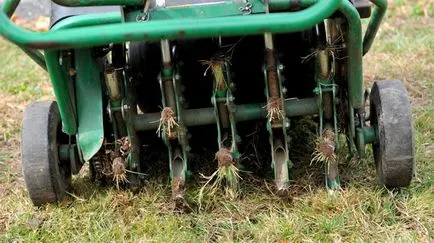 Lawn în țară modul de a face un gazon verde, cu propriile sale mâini (îngrijire gazon) Lawn în țară modul de a face un gazon verde, cu propriile sale mâini
