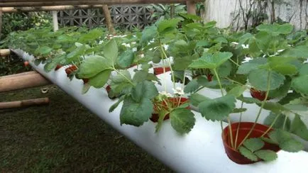 Hidroponia pentru cultivare pe tot parcursul anului de căpșuni la domiciliu (căpșuni) Hidroponia pentru cultivare pe tot parcursul anului de căpșuni la domiciliu