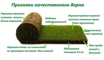 Lawn cu propriile sale mâini, cum se face gazon la cabana, plantarea în primăvară, ca scroafa, pus în scenă o fotografie, video