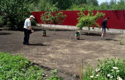 Lawn în țară modul de a face un gazon verde, cu propriile sale mâini (reparații) Lawn în țară modul de a face un gazon verde, cu propriile sale mâini